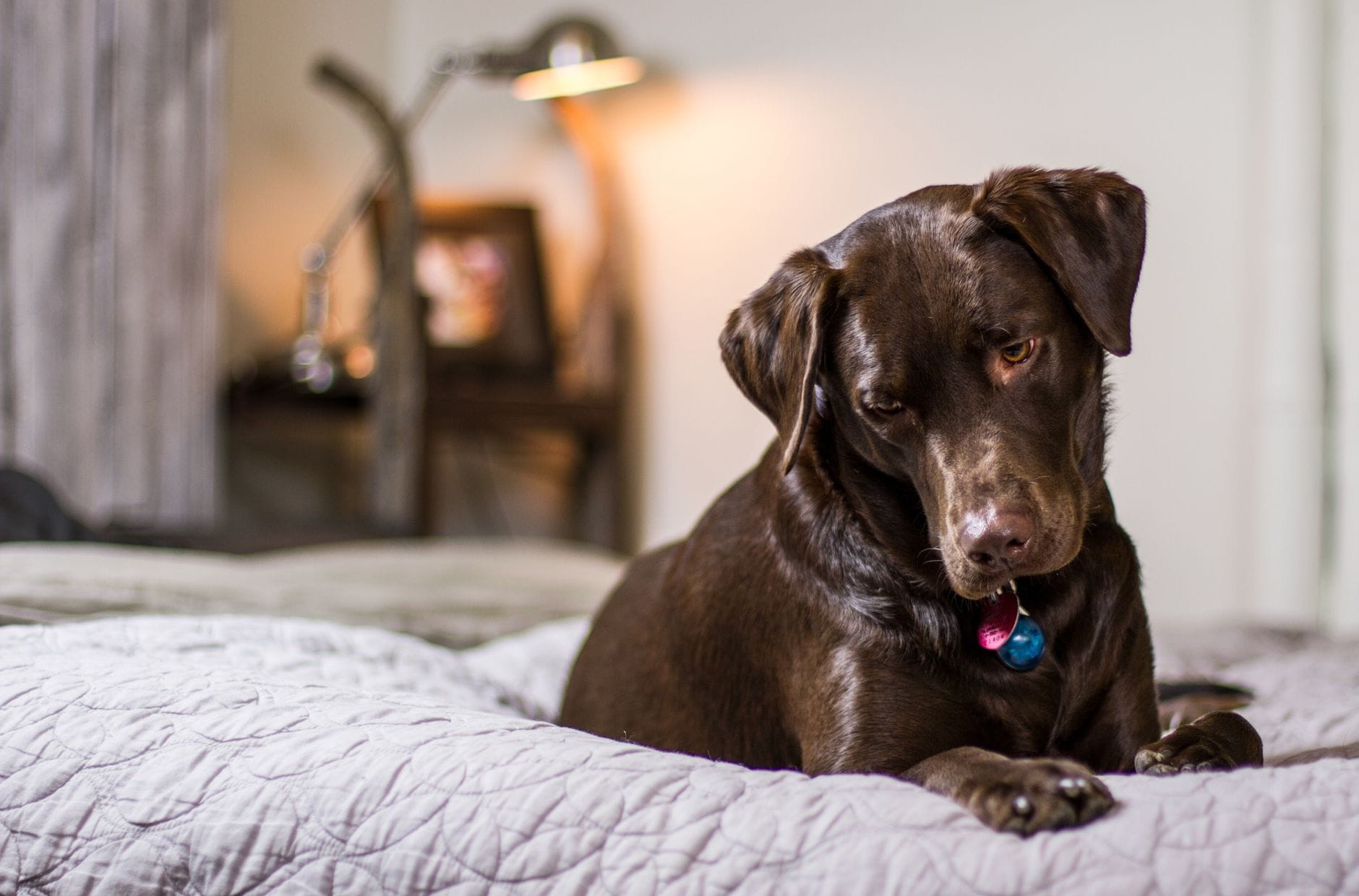 Brązowy labrador leży na łóżku w pokoju przyjaznym psom