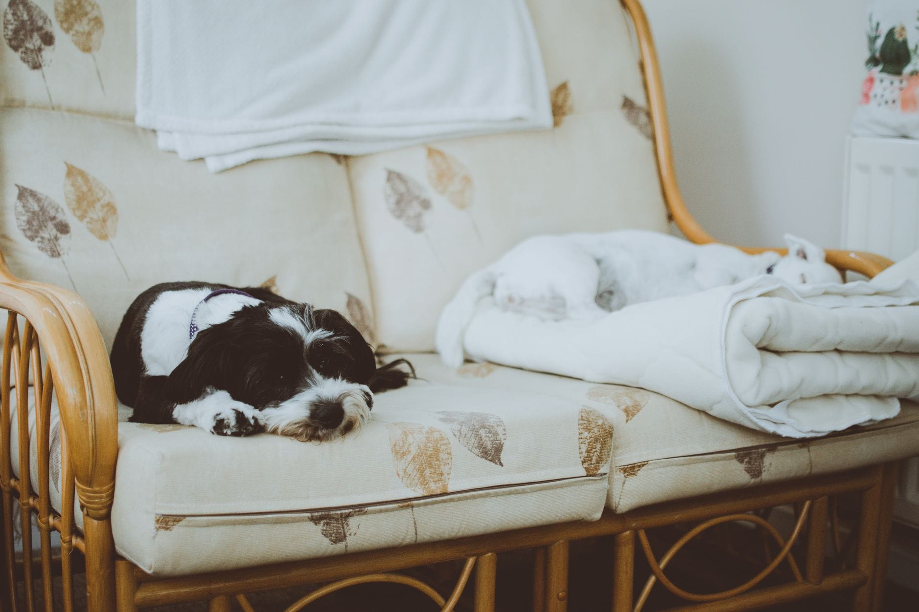Dwa psy śpią na wzorzystej kanapie w przytulnym salonie noclegu