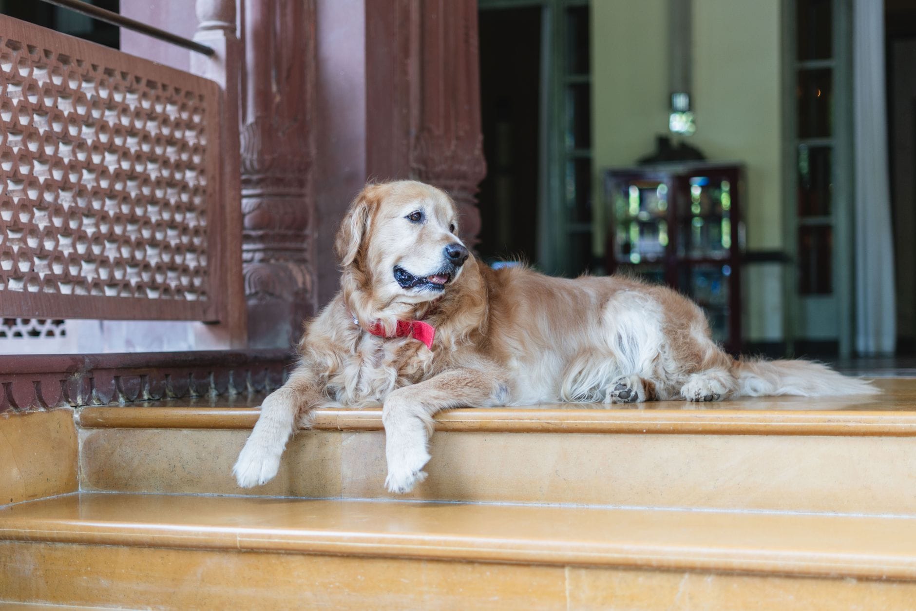 Golden retriever leży przed wejściem do eleganckiego hotelu