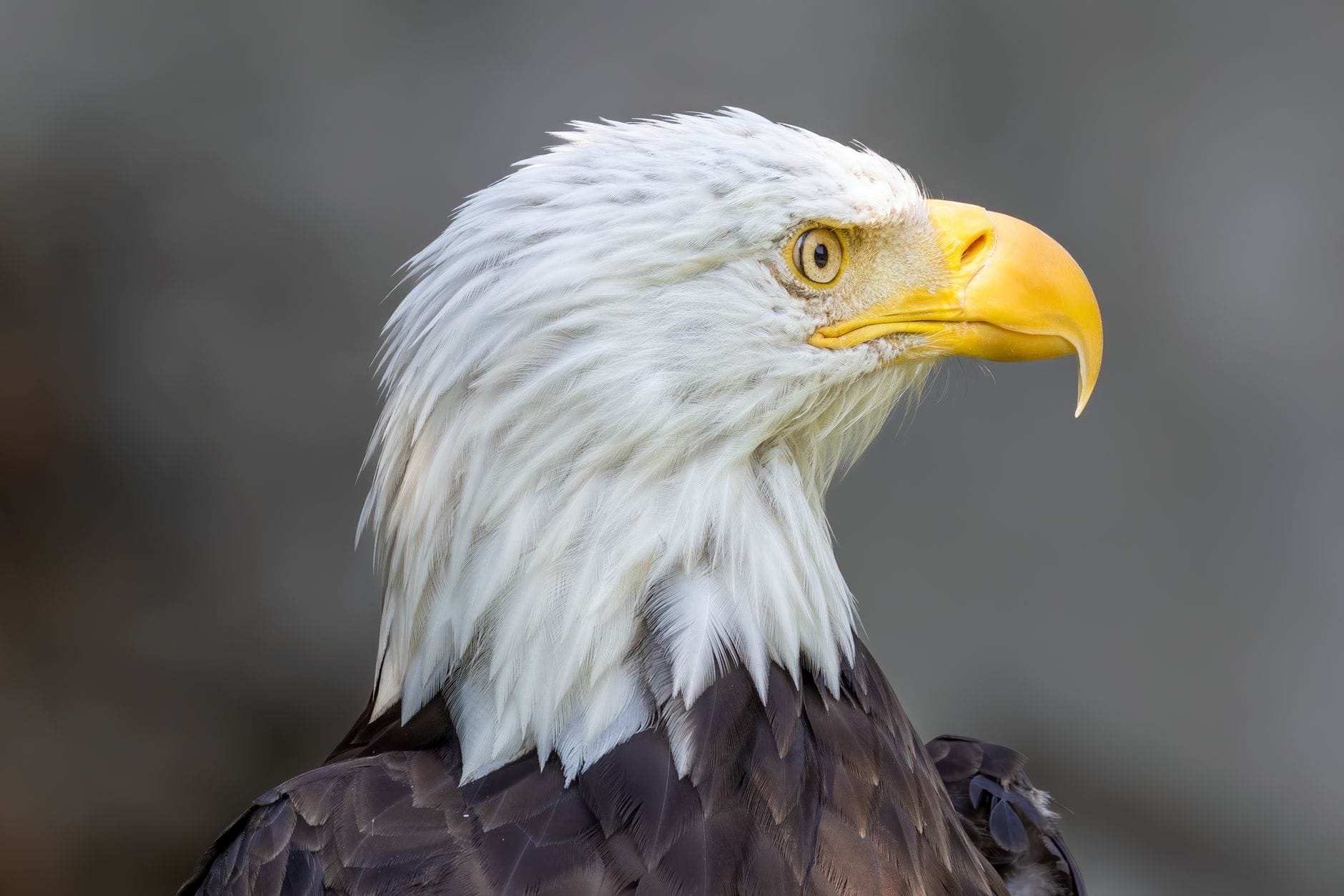 Zbliżenie majestatycznego bielika symbolizującego legendarnego orła